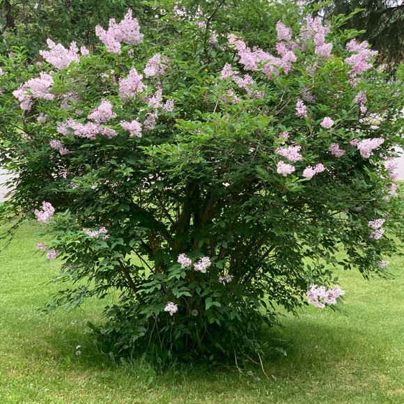 Meet your Posher, Elle. - Picture 3 of 3